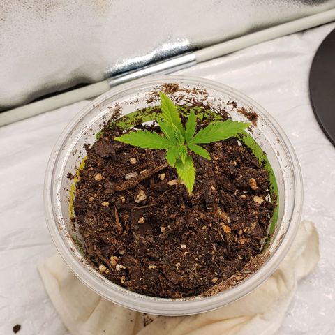 Plant 1 growlog timeline photo