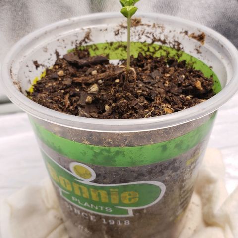 Plant 1 growlog timeline photo