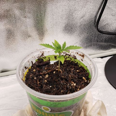 Plant 1 growlog photo: Dirt is a little dry, added some water mixed with nutrients.