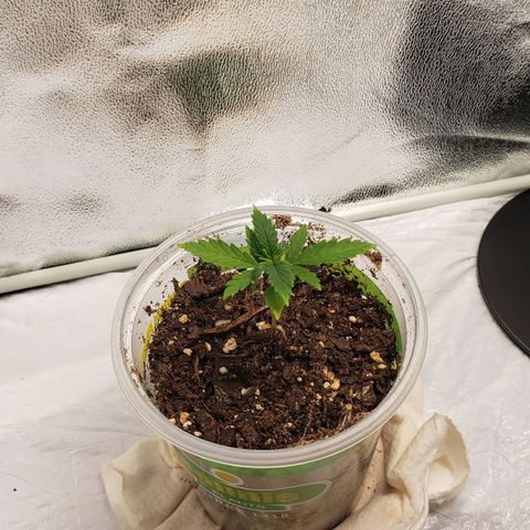 Plant 1 growlog timeline photo