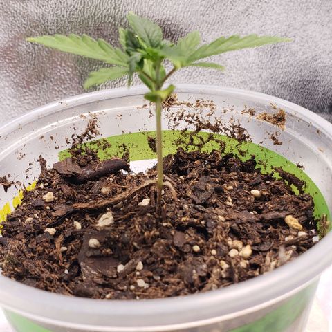 Plant 1 growlog timeline photo