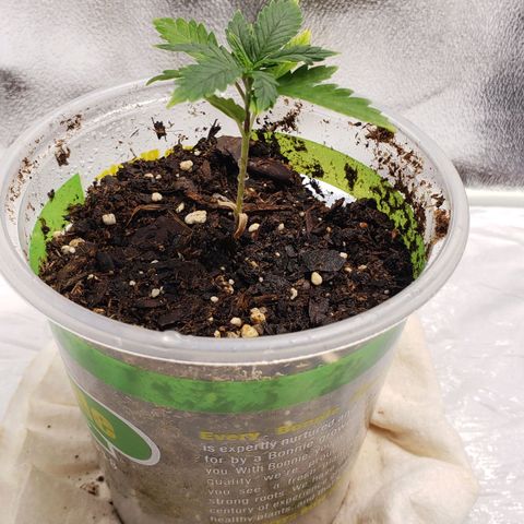 Plant 1 growlog timeline photo
