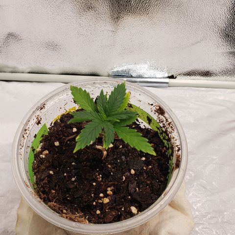 Plant 1 growlog timeline photo