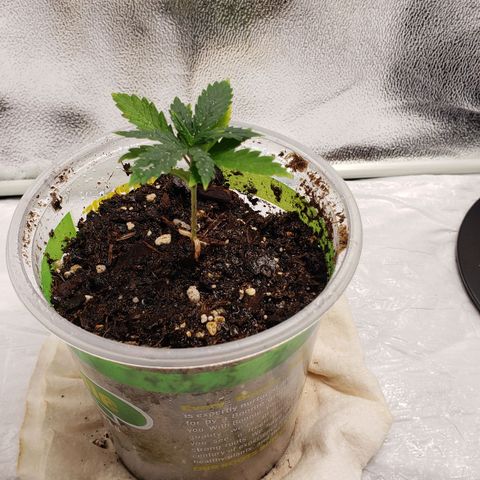 Plant 1 growlog photo: Soil was dry spread 5 times