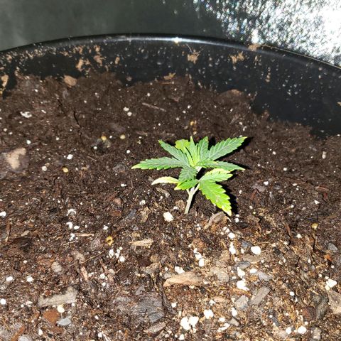 Plant 1 growlog timeline photo