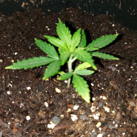 Plant 1 growlog timeline photo