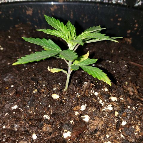 Plant 1 growlog timeline photo