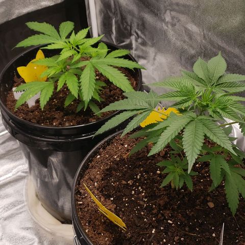 Plant 1 growlog timeline photo