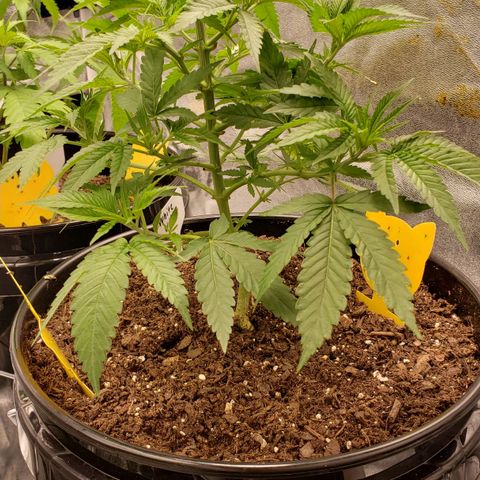 Plant 1 growlog timeline photo