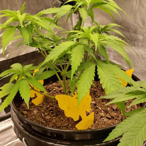 Plant 1 growlog timeline photo