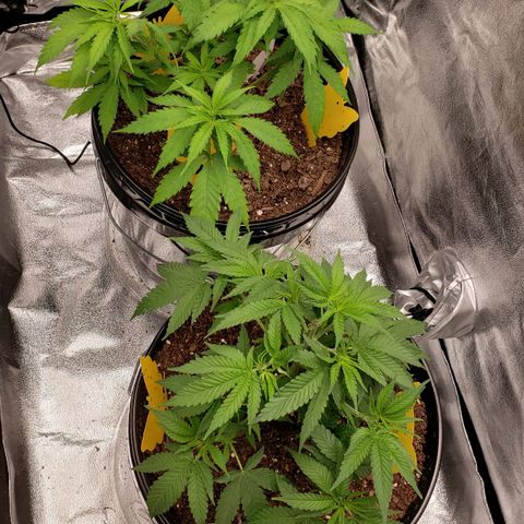 Plant 1 growlog timeline photo