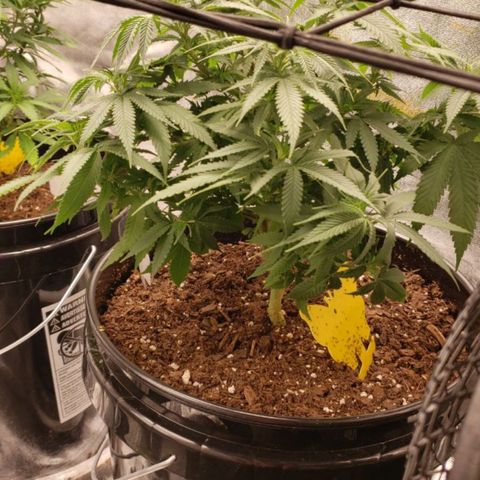 Plant 1 growlog timeline photo