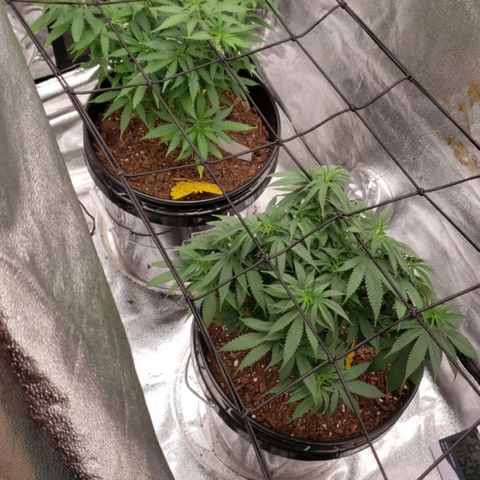 Plant 1 growlog timeline photo