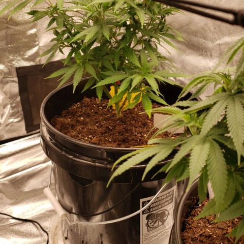 Plant 1 growlog timeline photo
