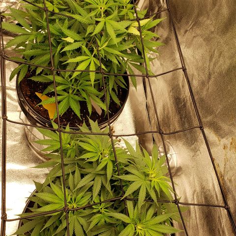 Plant 1 growlog timeline photo