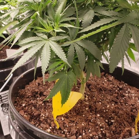 Plant 1 growlog timeline photo
