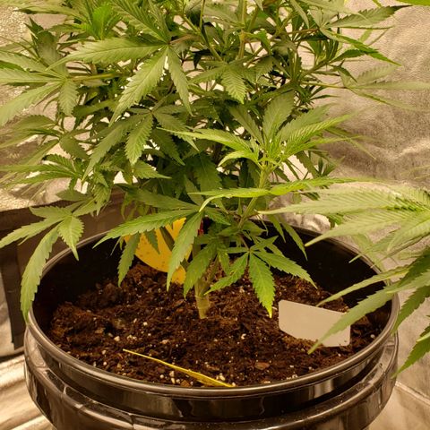 Plant 1 growlog timeline photo