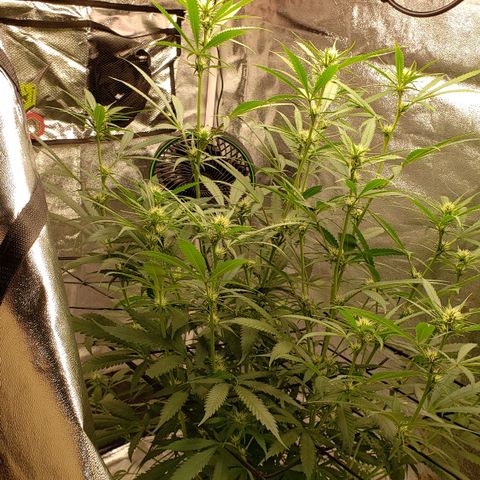 Plant 1 growlog timeline photo