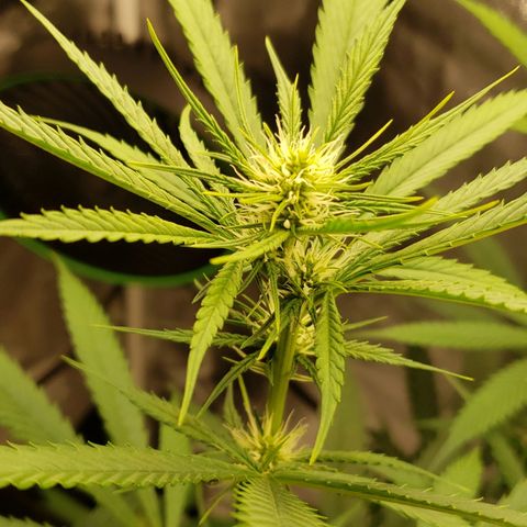 Plant 1 growlog timeline photo