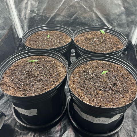 Girls growlog timeline photo
