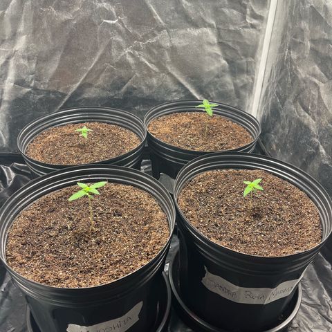 Girls growlog timeline photo