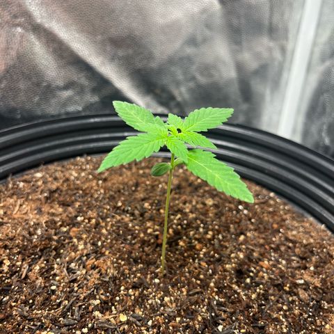 Girls growlog timeline photo