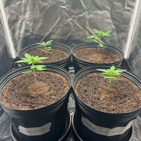 Girls growlog timeline photo