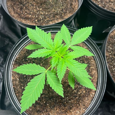 Girls growlog timeline photo