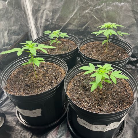 Girls growlog timeline photo