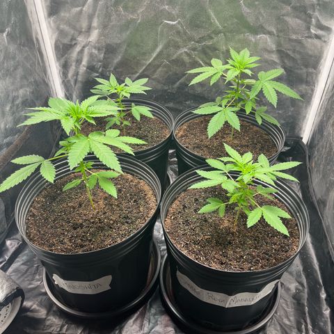 Girls growlog timeline photo