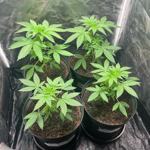Girls growlog timeline photo
