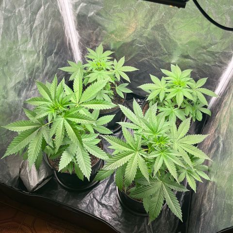 Girls growlog timeline photo