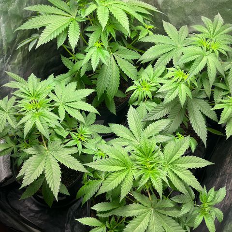 Girls growlog timeline photo