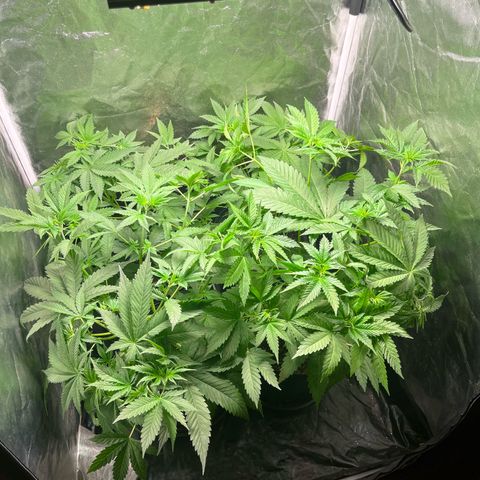 Girls growlog photo: LST