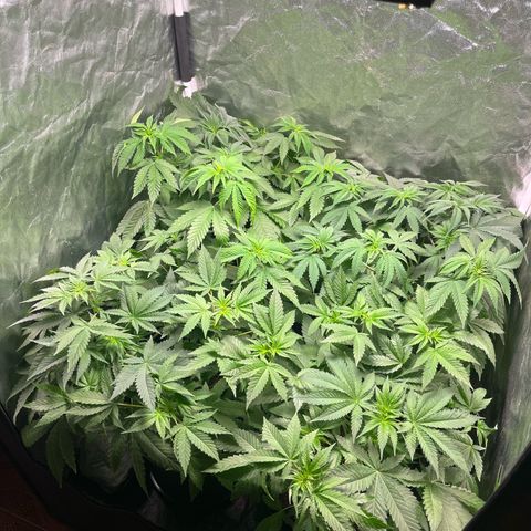 Girls growlog timeline photo