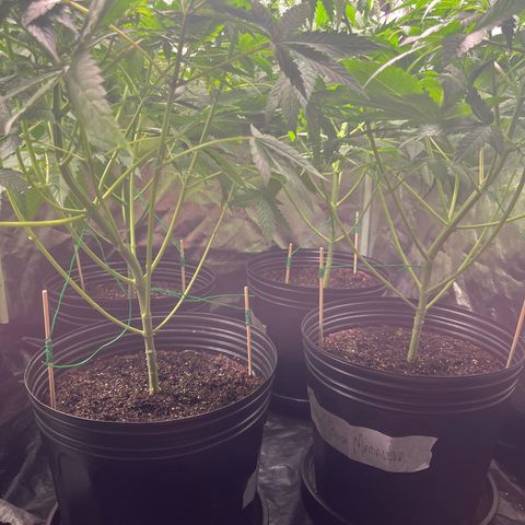 Girls growlog photo: After applying Lollipopping technique