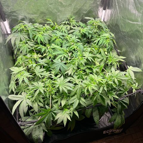 Girls growlog timeline photo