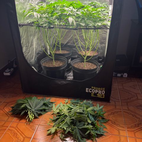 Girls growlog photo: Lollipopping