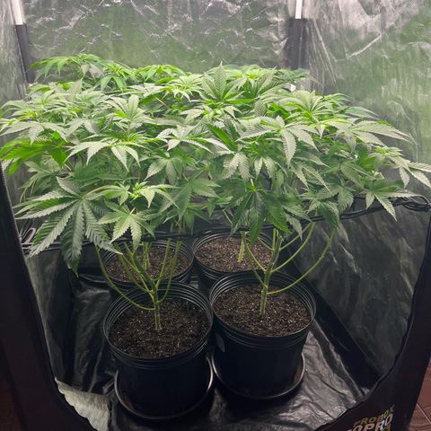 Girls growlog timeline photo