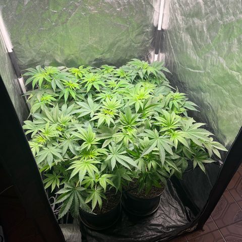 Girls growlog timeline photo