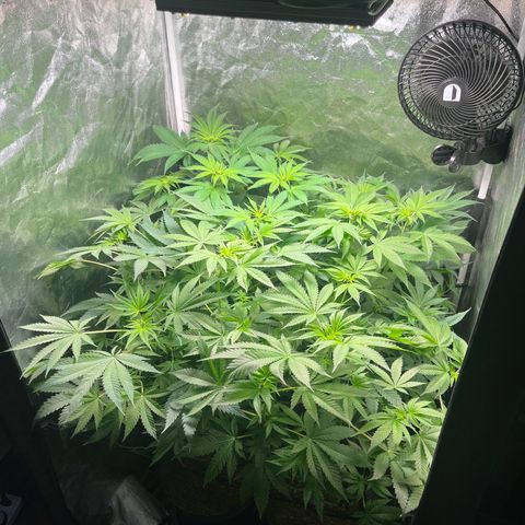 Girls growlog timeline photo
