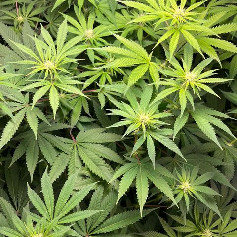 Girls growlog timeline photo