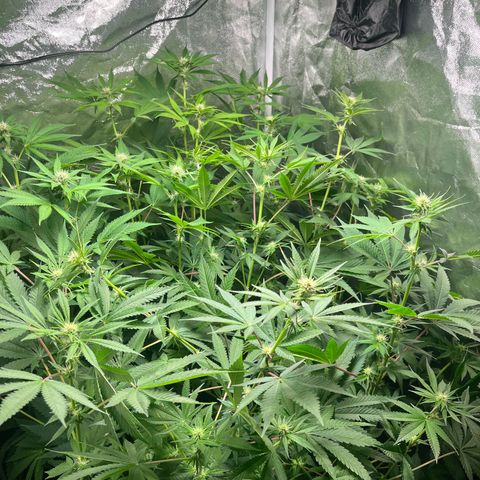 Girls growlog timeline photo