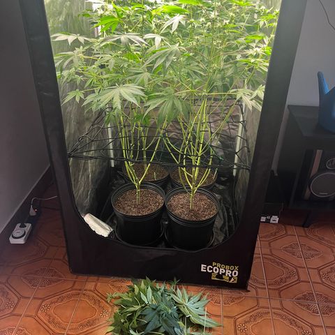 Girls growlog timeline photo