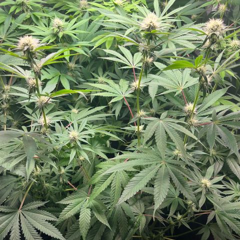 Girls growlog timeline photo