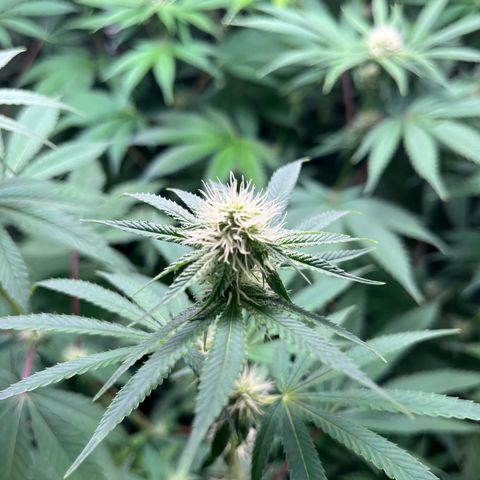 Girls growlog timeline photo