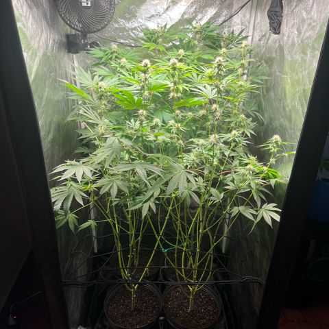 Girls growlog timeline photo