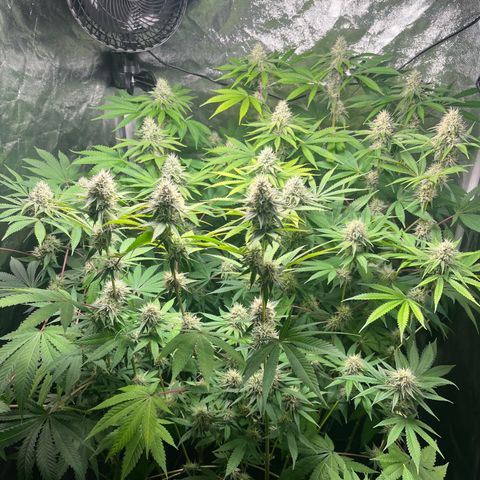 Girls growlog timeline photo