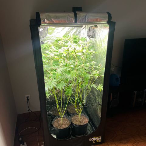 Girls growlog timeline photo