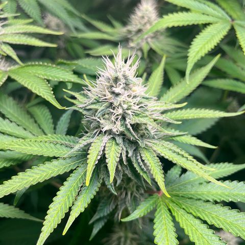 Girls growlog timeline photo